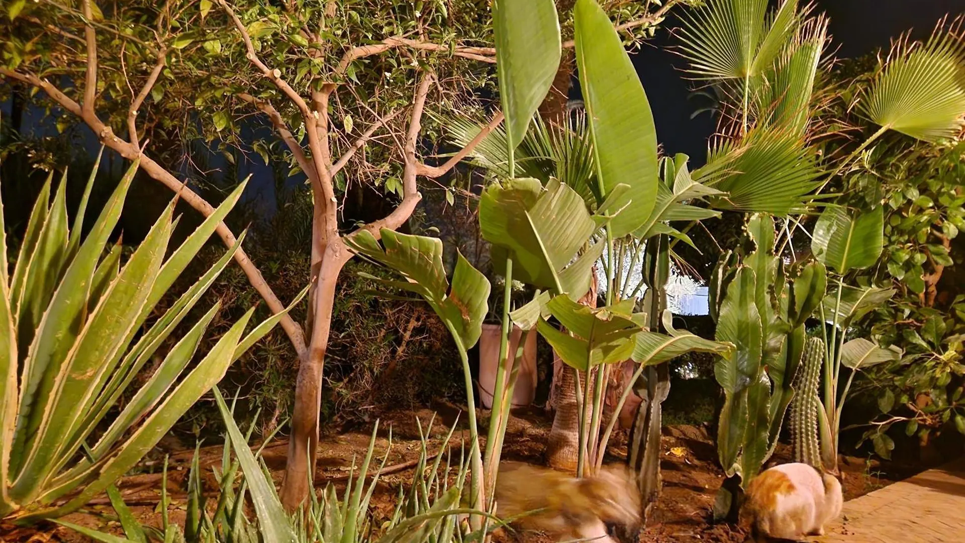 Apartment Les Jardins De La Palmeraie 2 Appart Marrakesh Morocco